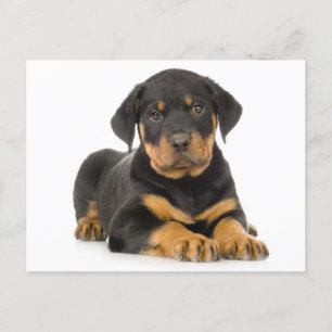 Carte postale blanche de chien chiot Rottweiler