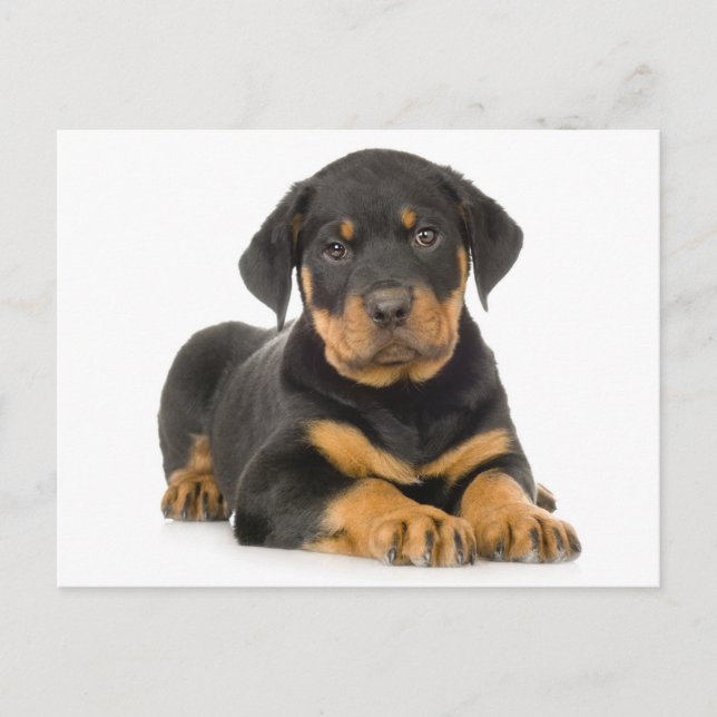 Carte postale blanche de chien chiot Rottweiler (Devant)