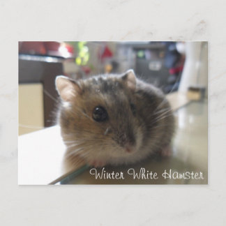 Carte postale blanche de hamster d'hiver