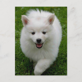 Carte postale blanche Eskimie Eskie Chien Chien Ch