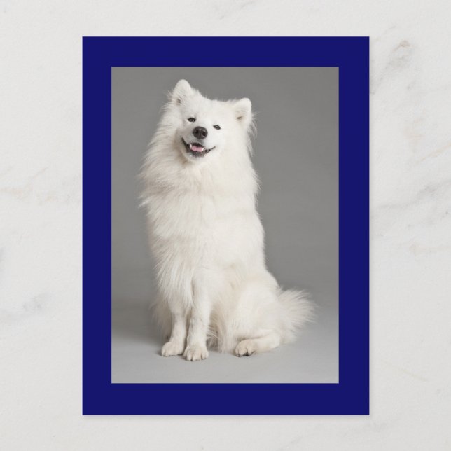 Carte postale blanche Eskimie Eskie Chien Chien Ch (Devant)
