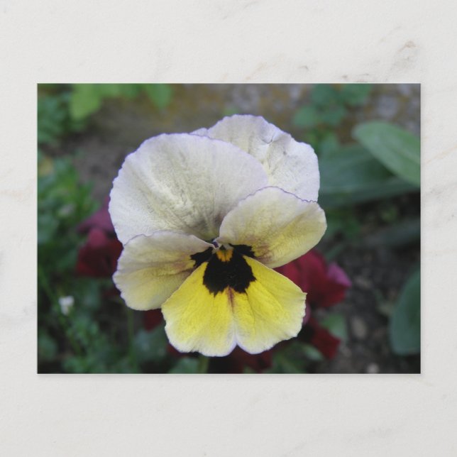 Carte postale blanche et jaune Pansy (Devant)