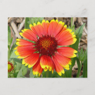 Carte postale Blanche Fleur