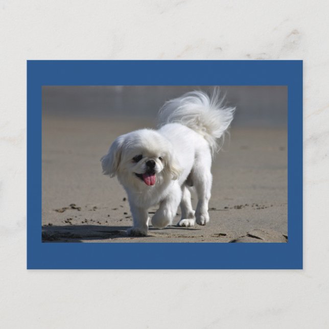 Carte postale blanche Pekingese Chien Chien Chien  (Devant)