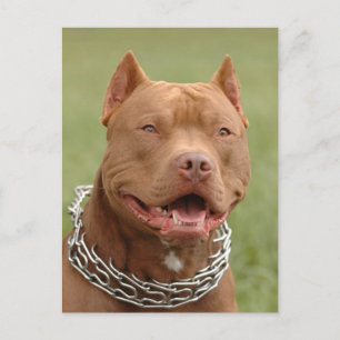 Carte postale blanche Pit Bull Puppy Chien