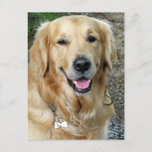 Carte postale blanche pour Chien Chien Chien Chien