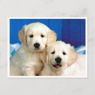 Carte postale blanche pour Chien Chien Chien Chien