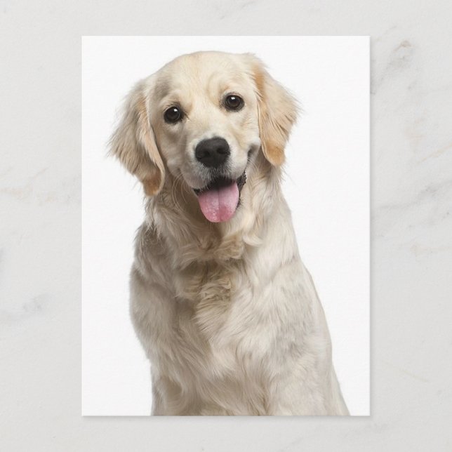 Carte postale blanche pour Chien Chien Chien Chien (Devant)