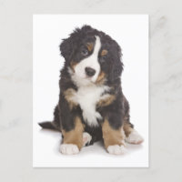Carte postale blanche pour Chien Montagne de Bernè