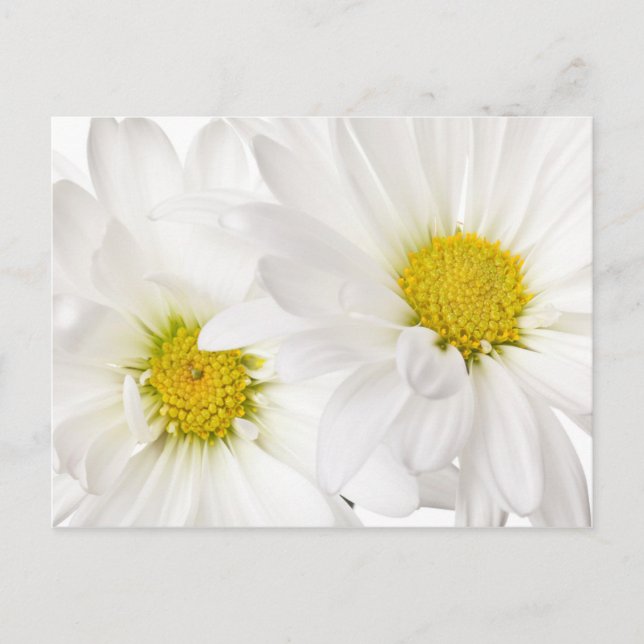Carte Postale Blancs - Modèle Fleur de marguerite Customisé (Devant)
