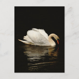 Carte Postale Blank Note Card with Beautiful Swan post card