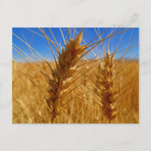 Carte Postale Blé