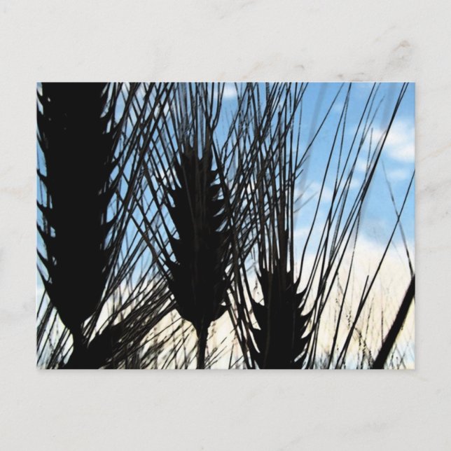 Carte Postale blé et ciel 2012 (Devant)