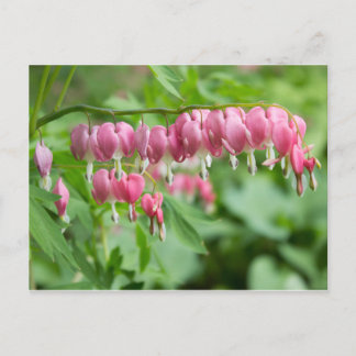 Carte Postale Bleeding Heart Photo