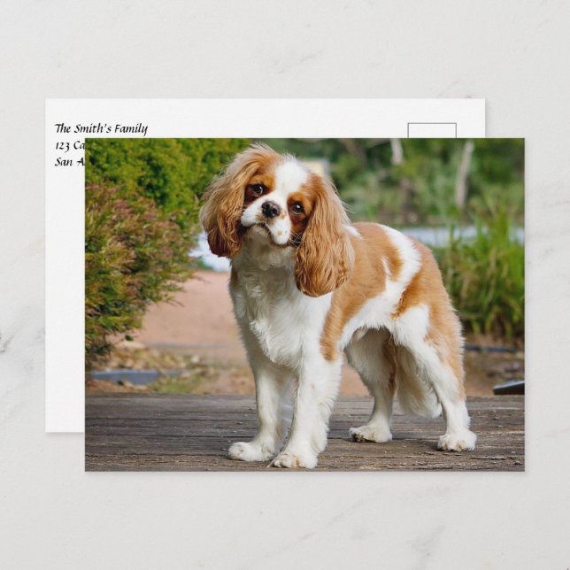 Carte Postale Blenheim Cavalier King Charles Spaniel Chien Chien (Devant / Derrière)