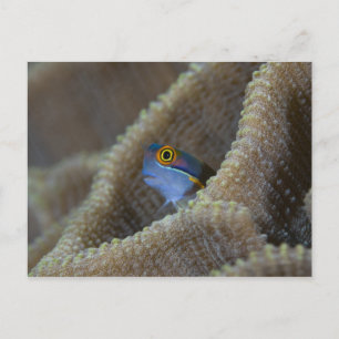 Carte Postale Blennie (Blenniidae) sortant la tête
