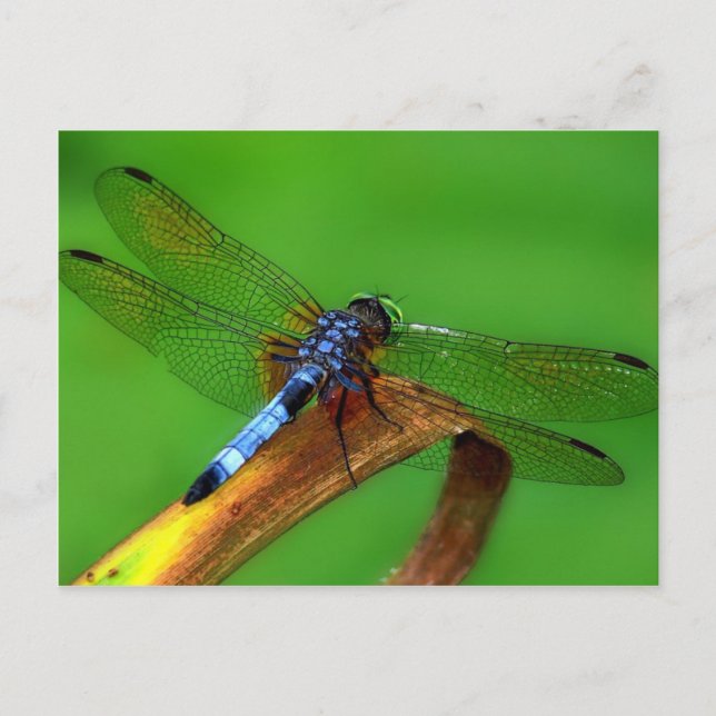 Carte Postale Bleu (Devant)