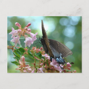 Carte Postale Bleu à papillon d'été