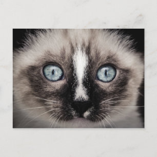 Carte Postale Bleu adorable Blanc & Chaton Brown