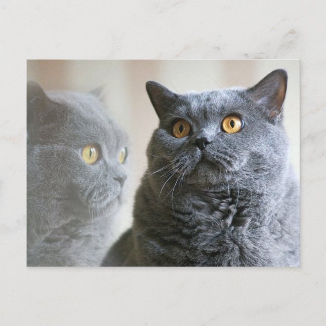 Carte Postale Bleu Britanniques Shorthair avec yeux dorés (Devant)