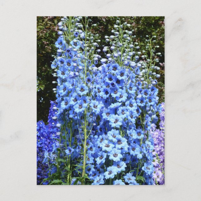 Carte Postale Bleu Delphinium Fleurs Florales Jardin Nature (Devant)