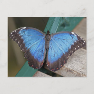 Carte postale bleu électrique