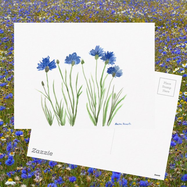 Carte Postale Bleu floral chic rustique aquarelle Cornflowers (Créateur téléchargé)