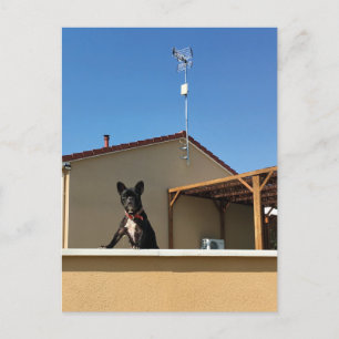 Carte postale Bleu Français