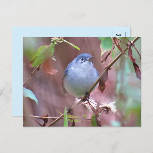 Carte Postale Bleu Gris Gnatcatcher Jardin Oiseau (Devant / Derrière)