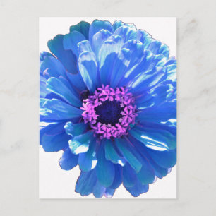 Carte Postale Bleu marguerite bleu photo florale