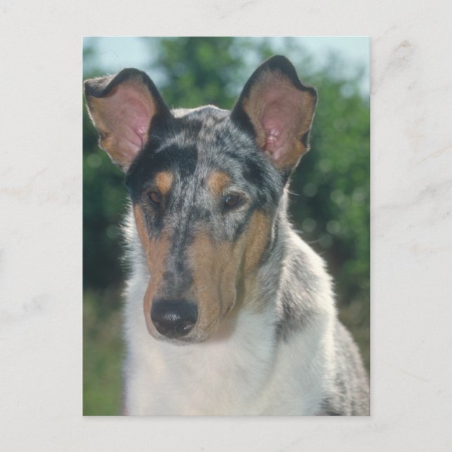 Carte Postale Bleu Merle Collie Manteau lisse (Devant)