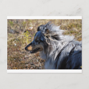 Carte Postale Bleu Merle Shetland Sheepdog
