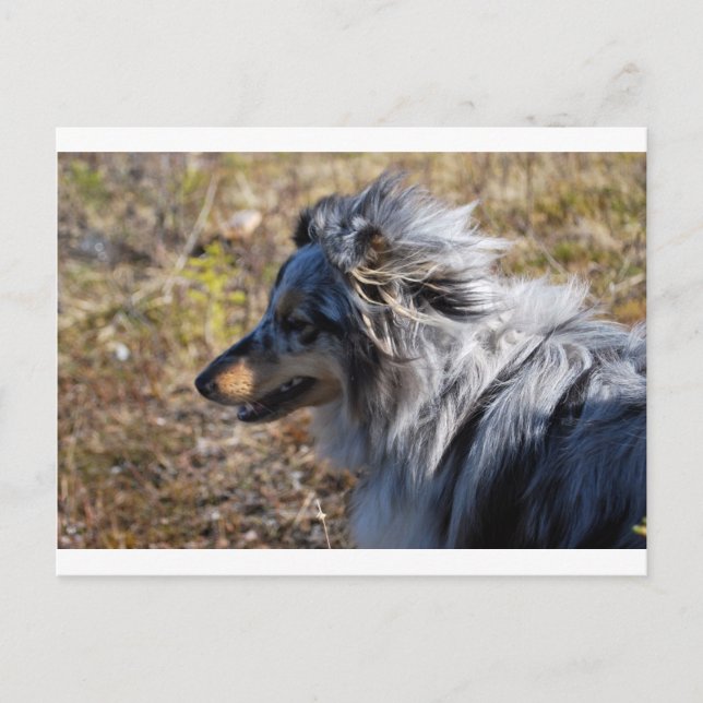 Carte Postale Bleu Merle Shetland Sheepdog (Devant)