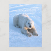Bleu ours polaire