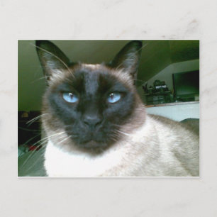 Carte Postale bleu pâle