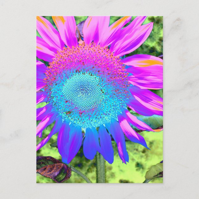 Carte Postale Bleu rose funky rétro tournesol photo (Devant)