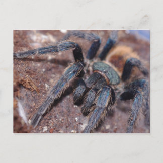 Carte postale bleue à bouteille verte