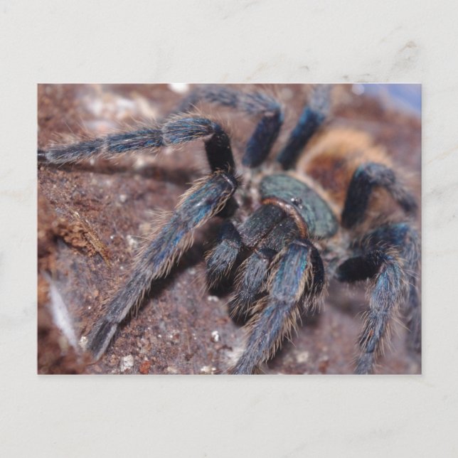 Carte postale bleue à bouteille verte (Devant)