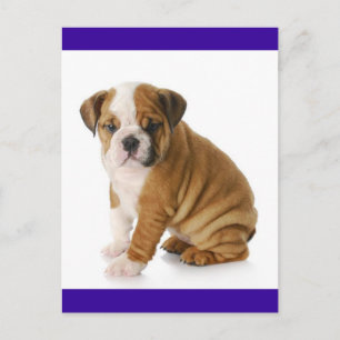 Carte postale bleue bleu Chien Chien Chien Chien C