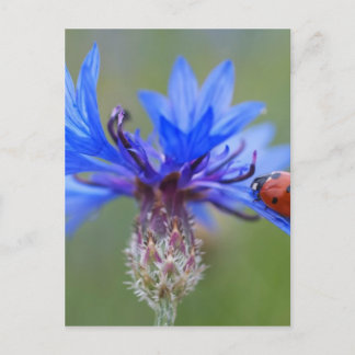 Carte Postale Bleuet rouge de bleu de scarabée de Ladybird