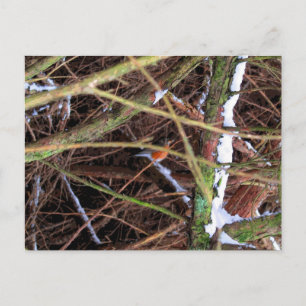 Carte Postale Blizzard Bird CB