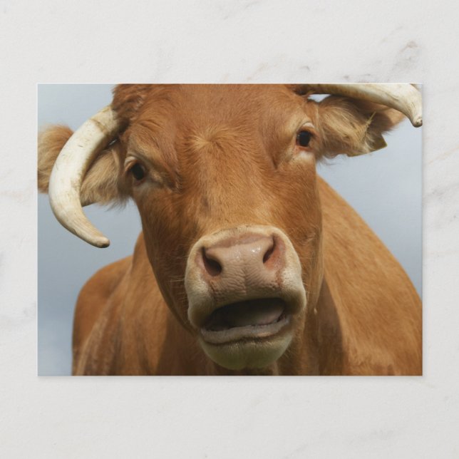 Carte Postale blöde kuh (Devant)