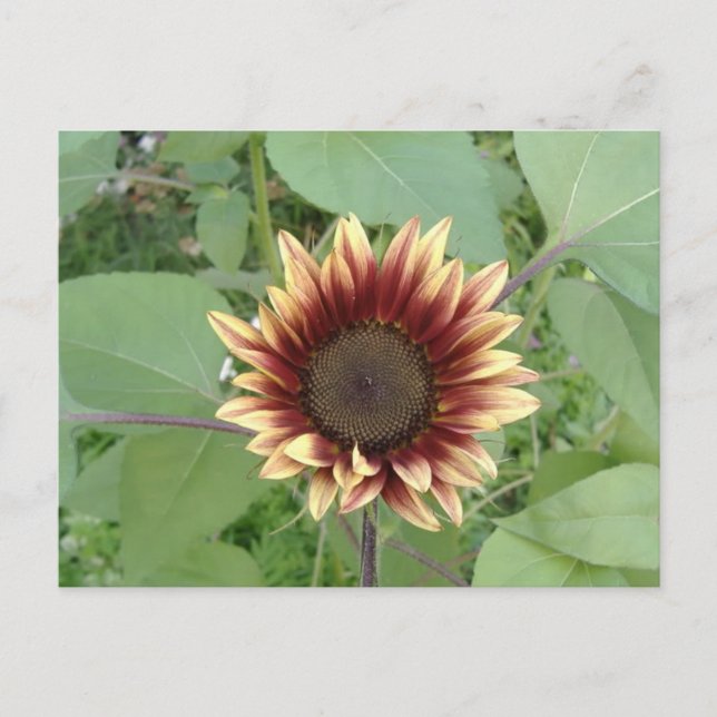 Carte Postale Blonde de fraise tournesol (Devant)