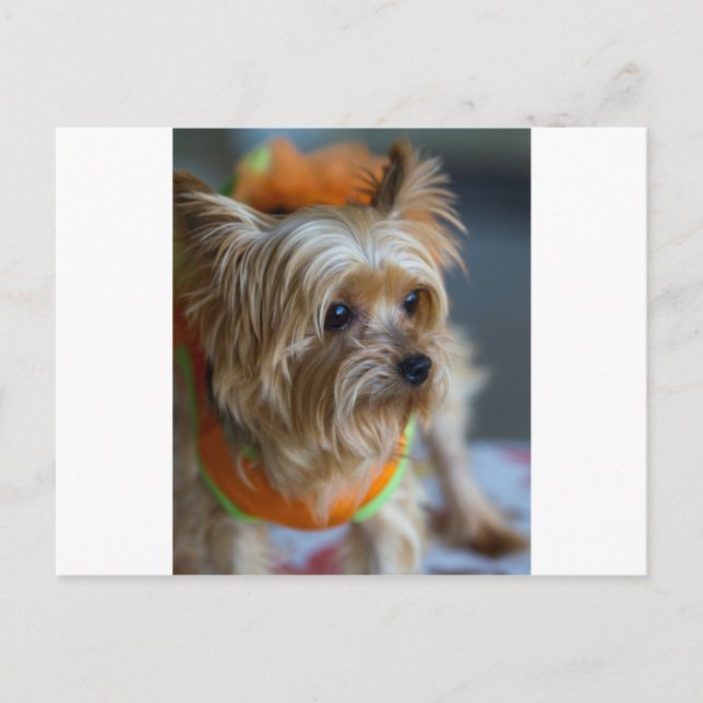 Carte Postale Blonde Yorkshire Terrier (Devant)
