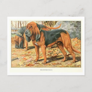 Carte postale Bloodhound Dogs