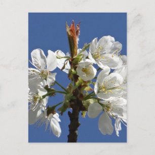 Carte Postale Bloom du printemps blanc