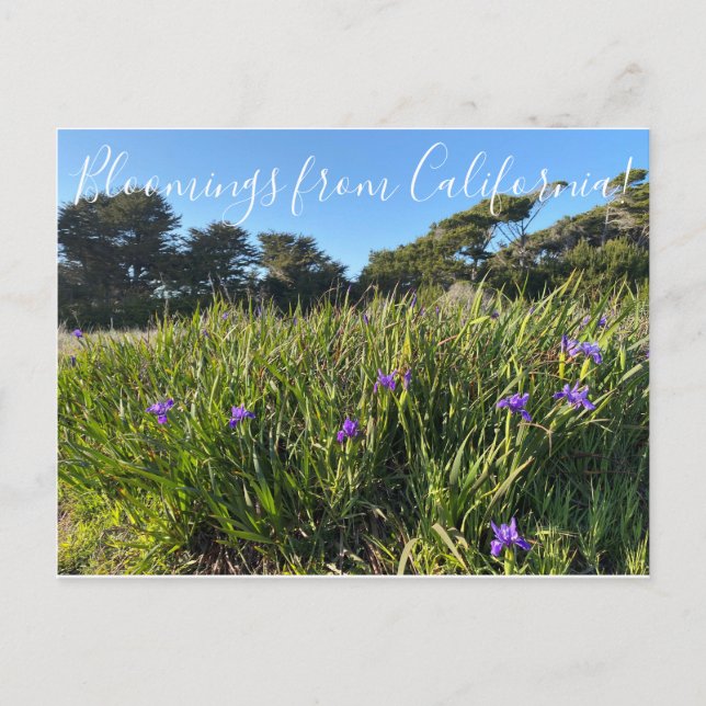 Carte Postale Bloomes de Californie : Pacific Coast Irises (Devant)