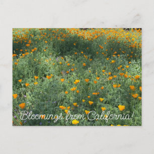 Carte Postale BloomingCalifornia : Eschscolzia californica