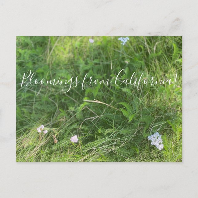 Carte Postale Bloomings de Californie : Achillea millefolium (Devant)