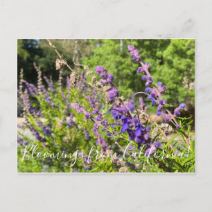 Carte Postale Bloomings de Californie : Bluecurls laineux